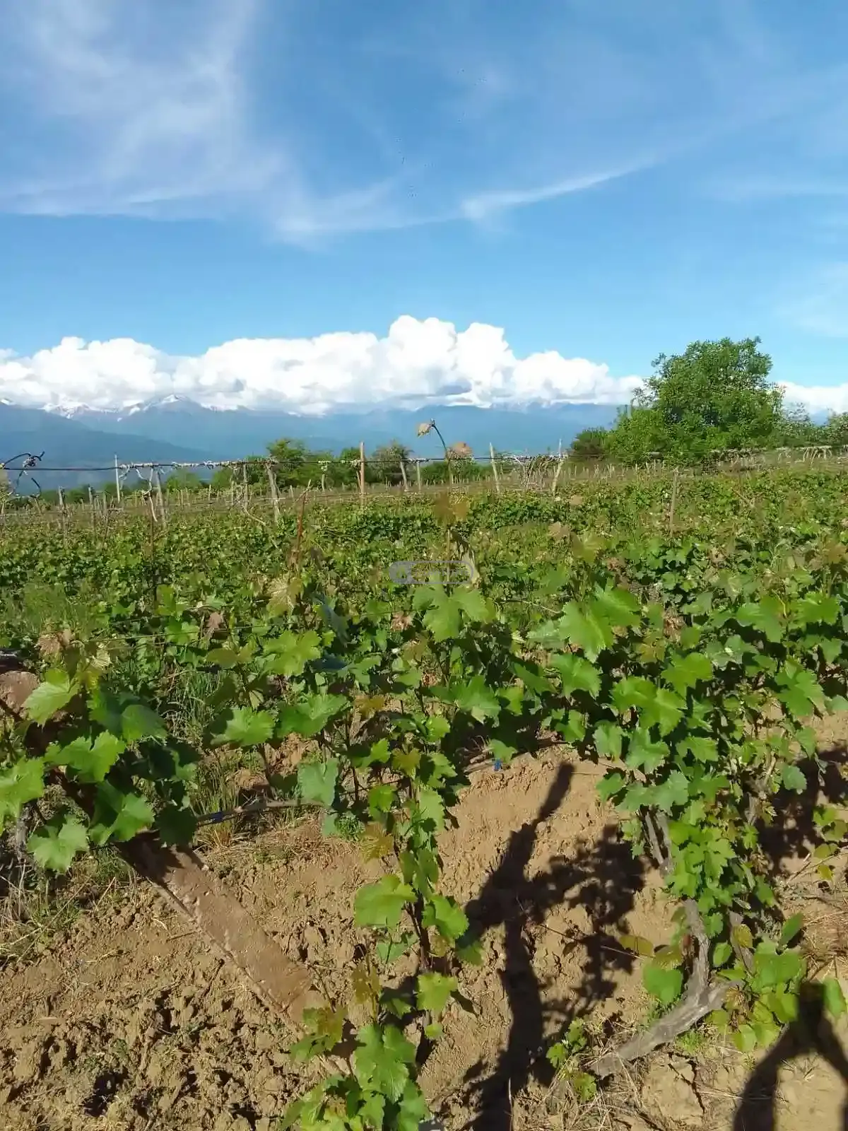 Vineyard in Kurdghelauri