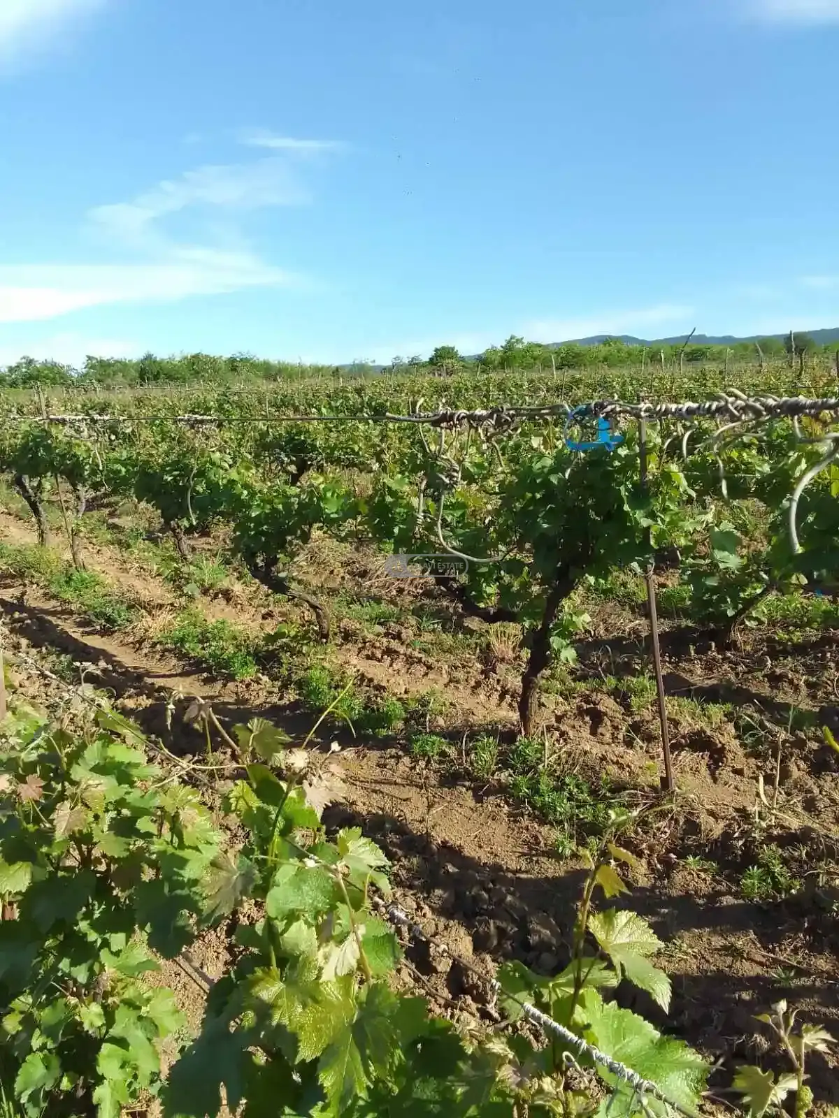 Vineyard in Kurdghelauri