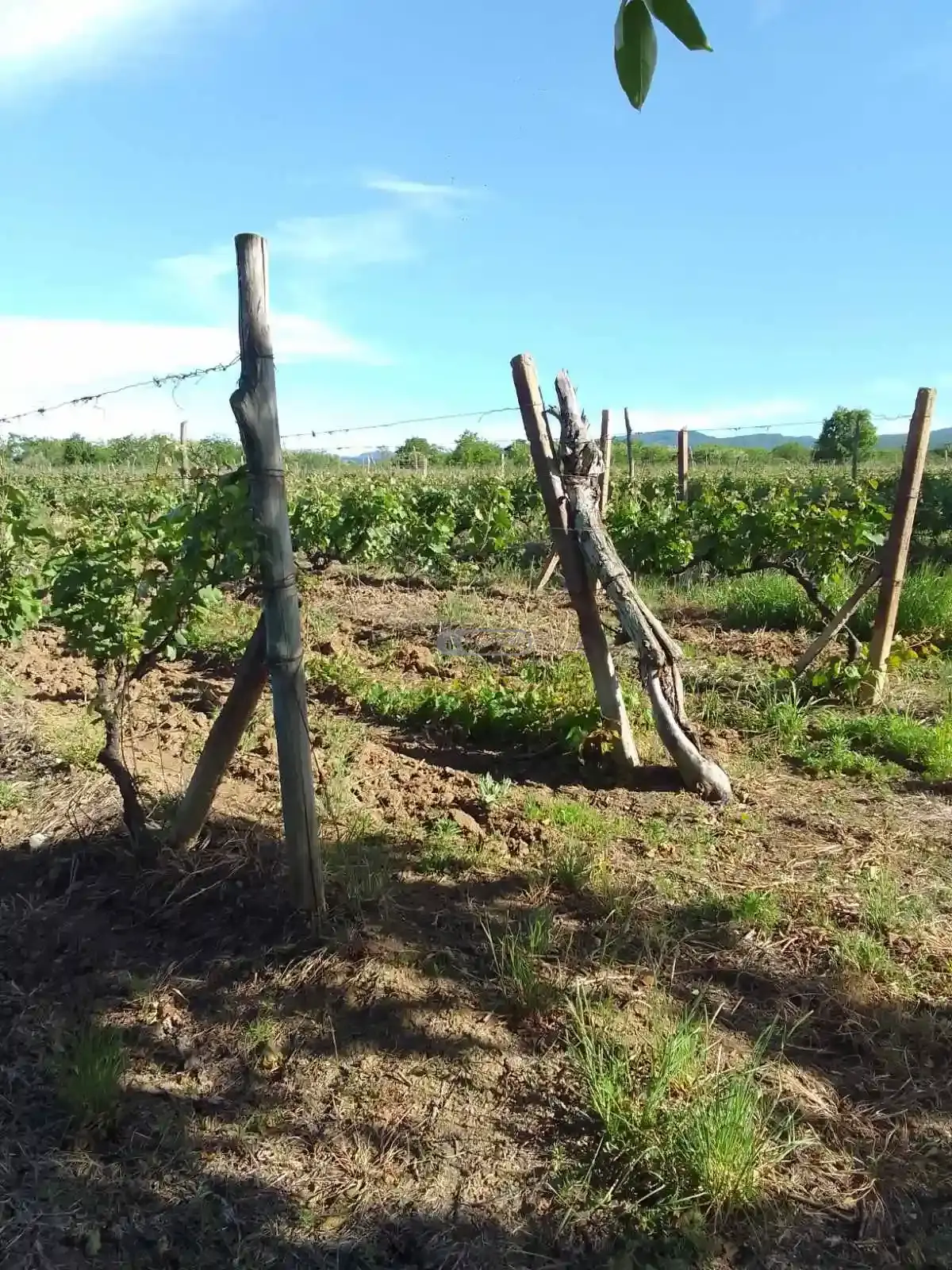 Vineyard in Kurdghelauri