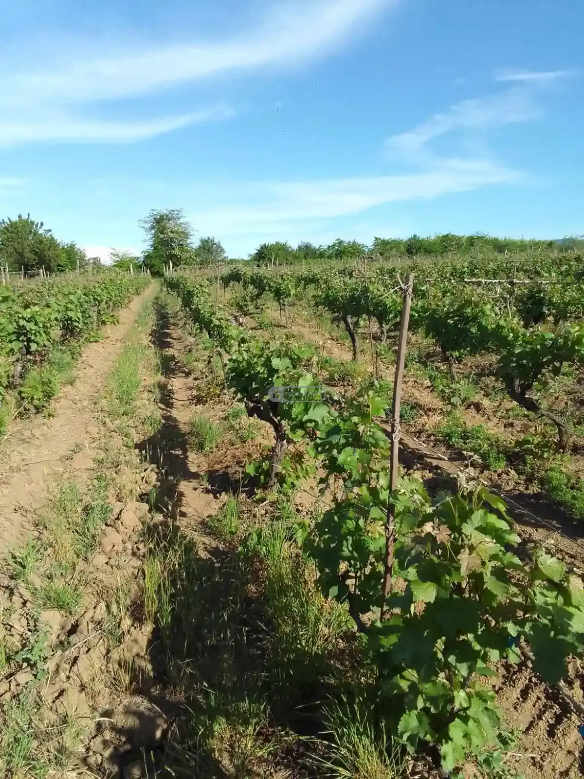 Vineyard in Kurdghelauri