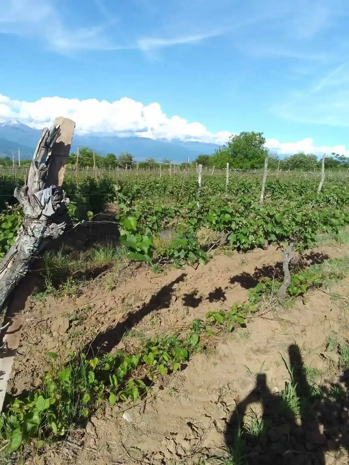 Vineyard in Kurdghelauri