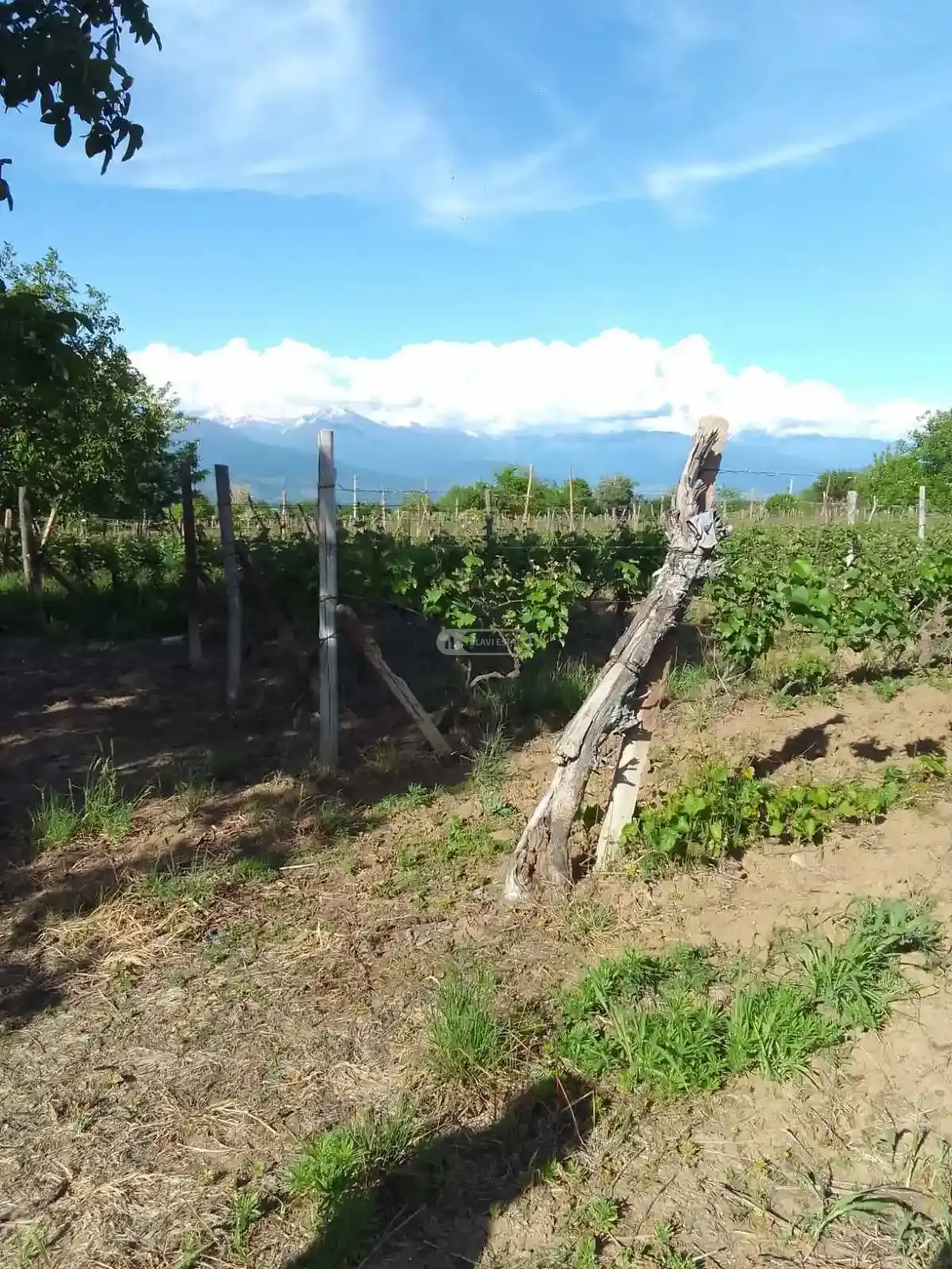 Vineyard in Kurdghelauri