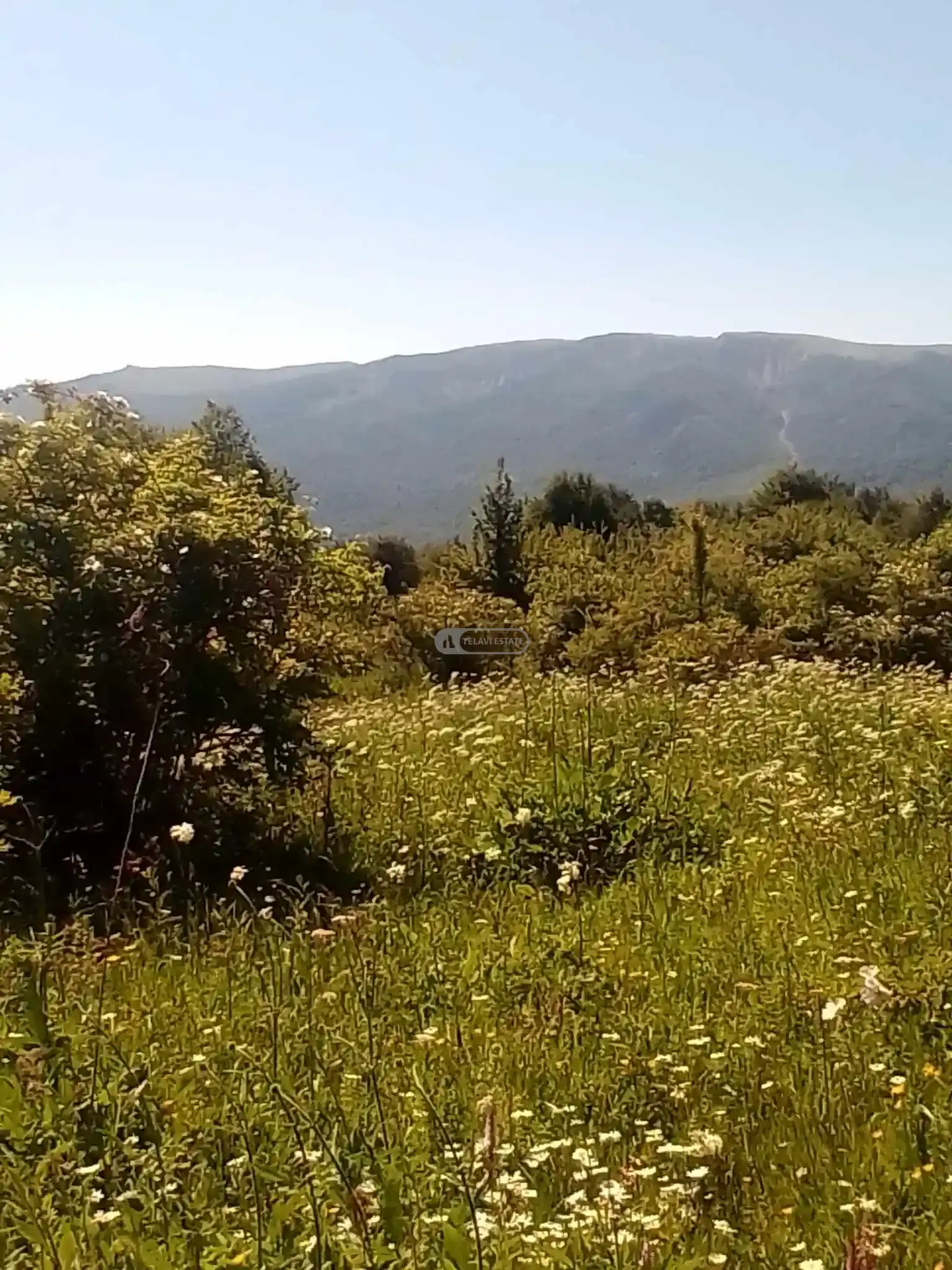 Land Plot in Tetritskhlebi