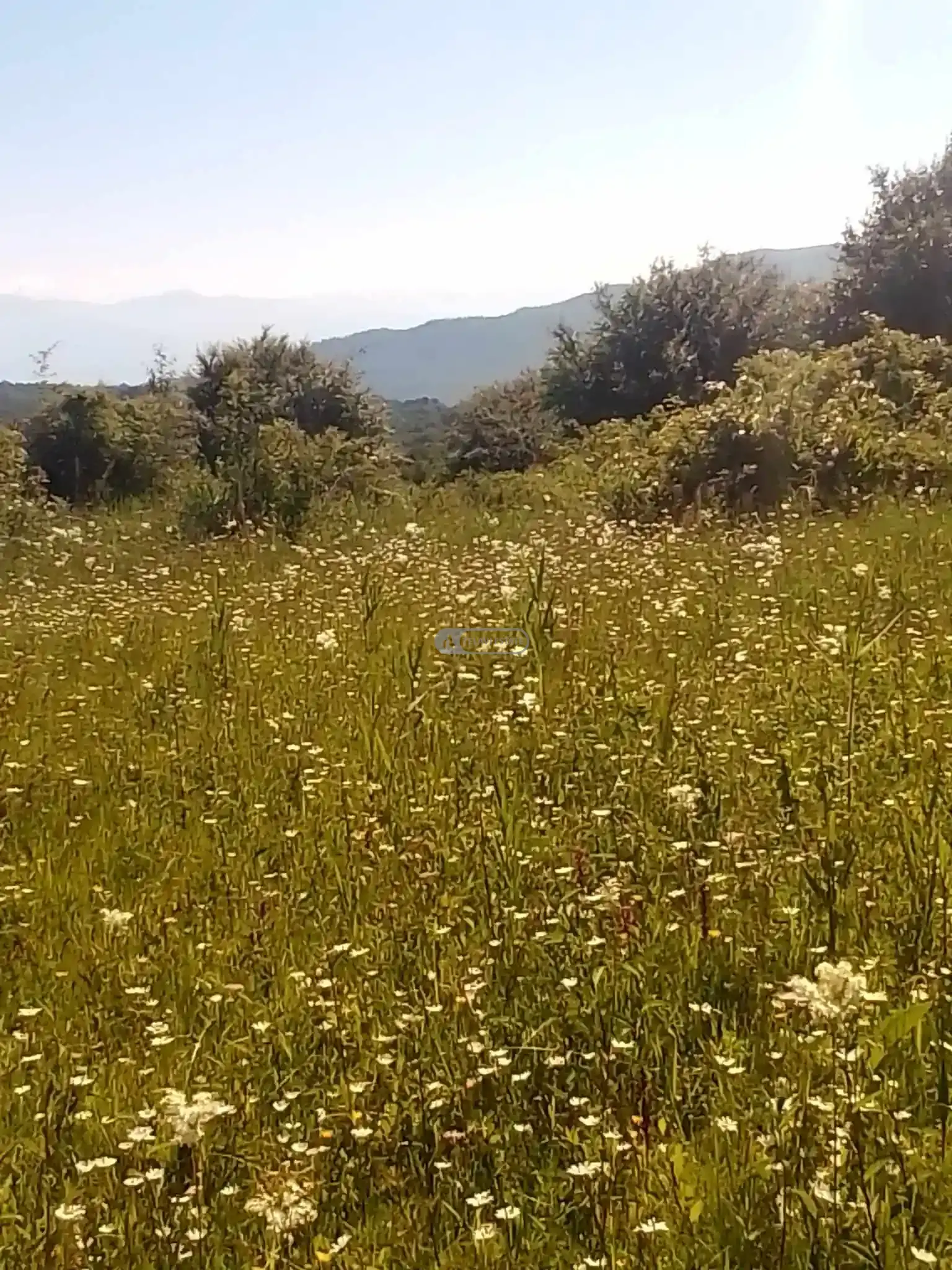 Land Plot in Tetritskhlebi