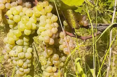 Виноградник сорта Ркацители в Цинандали