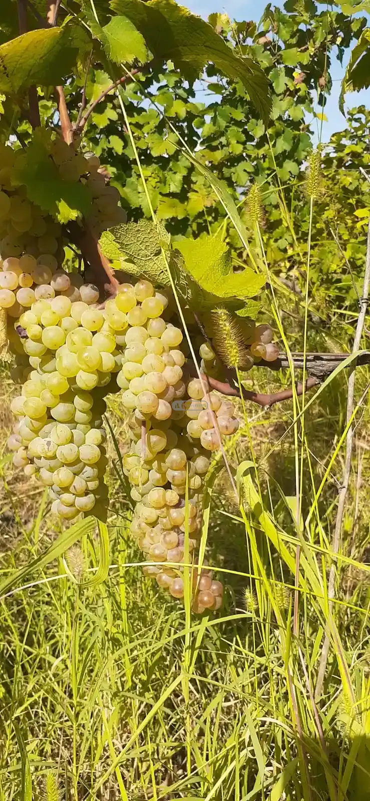 Виноградник сорта Ркацители в Цинандали