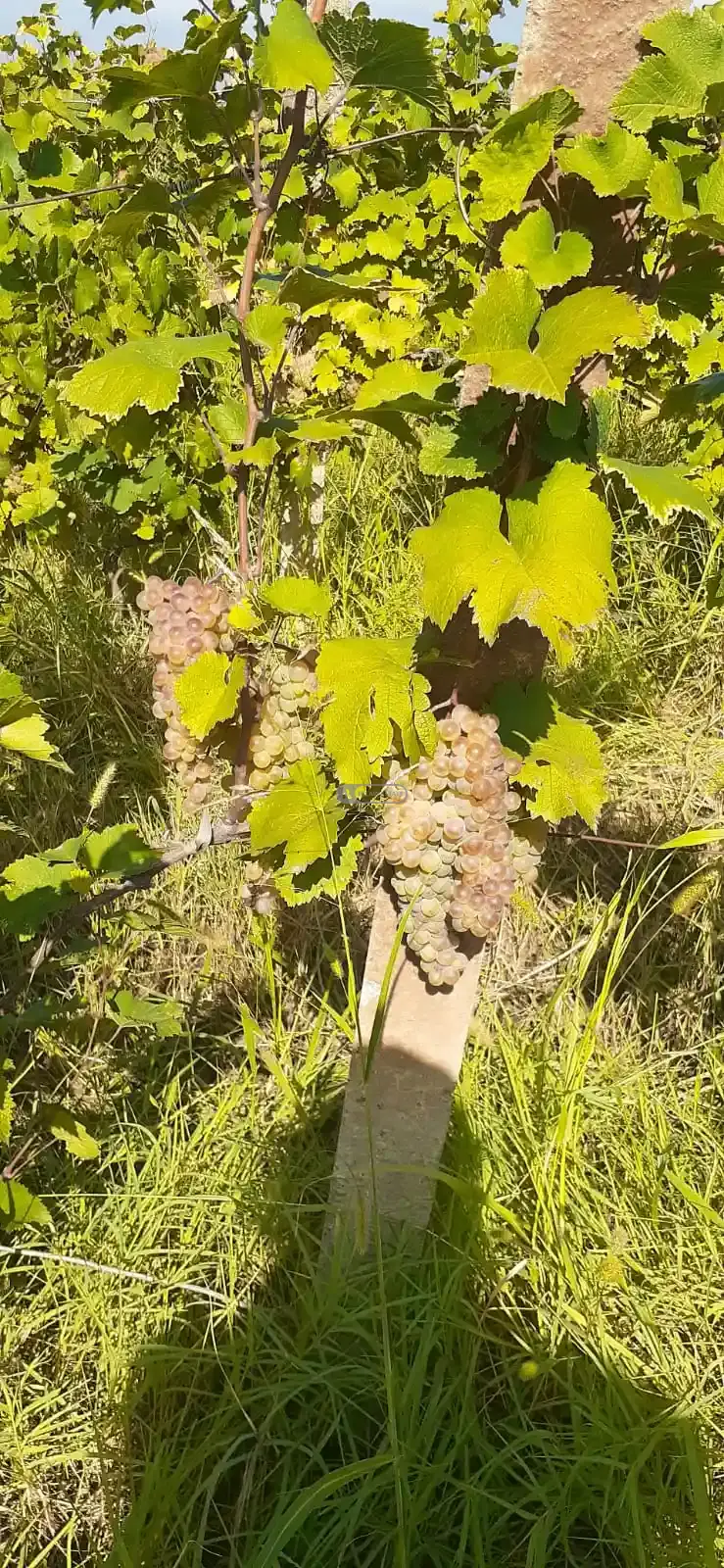 Виноградник сорта Ркацители в Цинандали