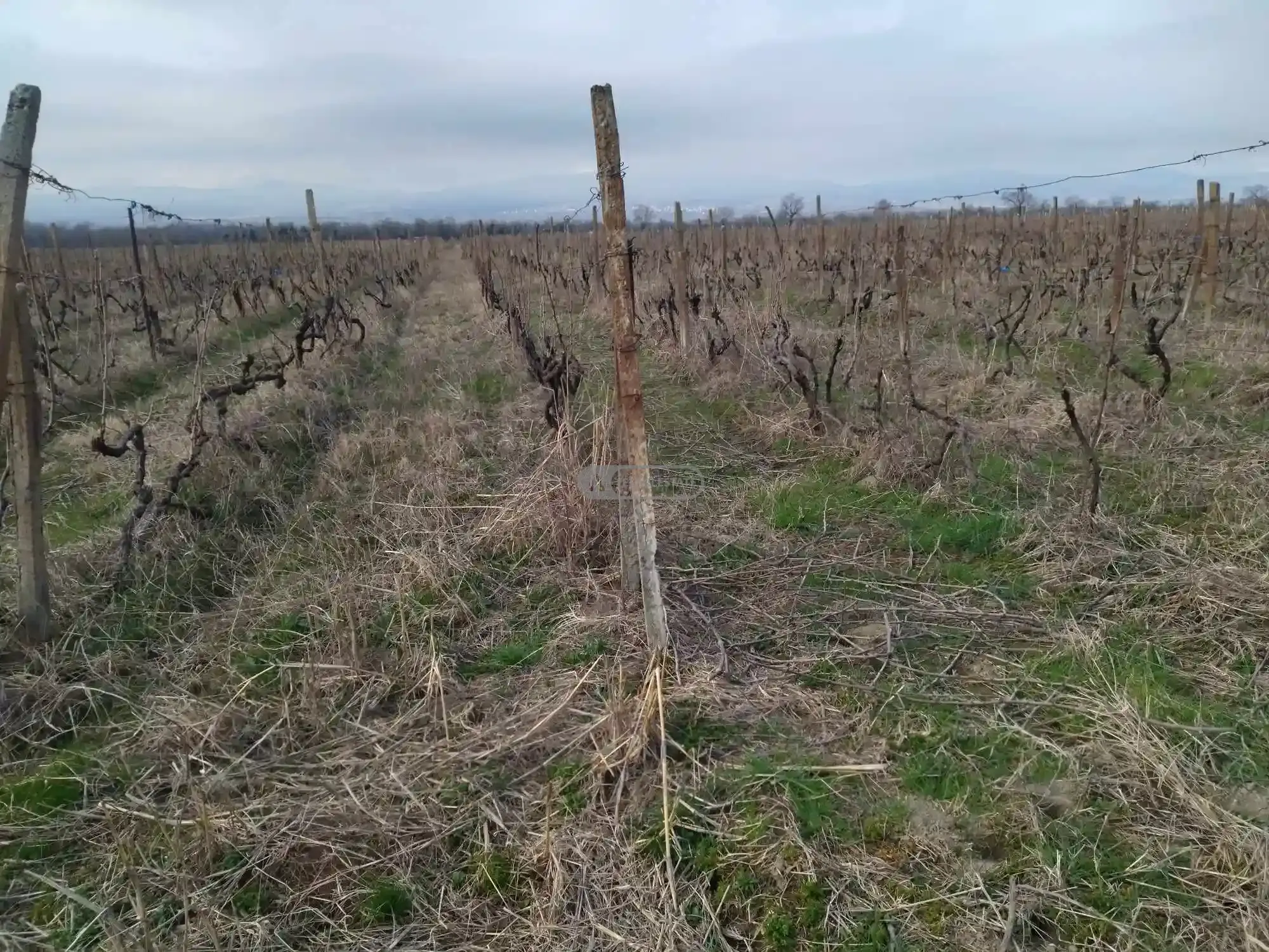 🍇 Vineyard for Sale in Shakriani – Rkatsiteli Variety
