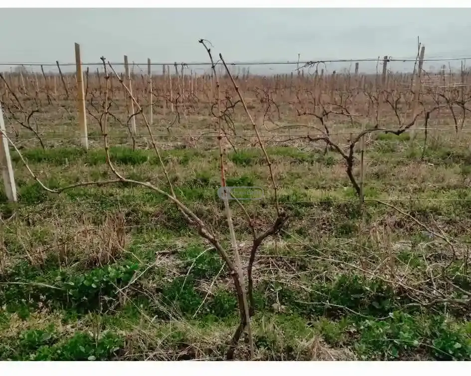 🍇 Vineyard for Sale in Shakriani – Rkatsiteli Variety
