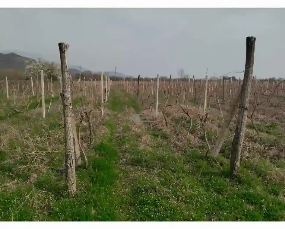 🍇 Vineyard for Sale in Shakriani – Rkatsiteli Variety