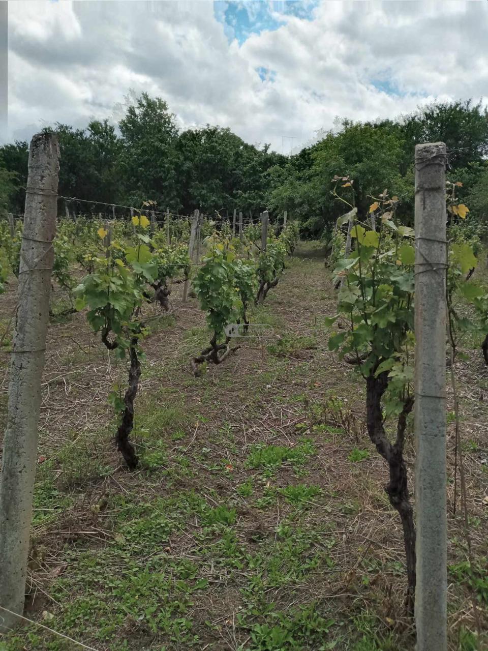 Семейный гостевой дом в Икалто