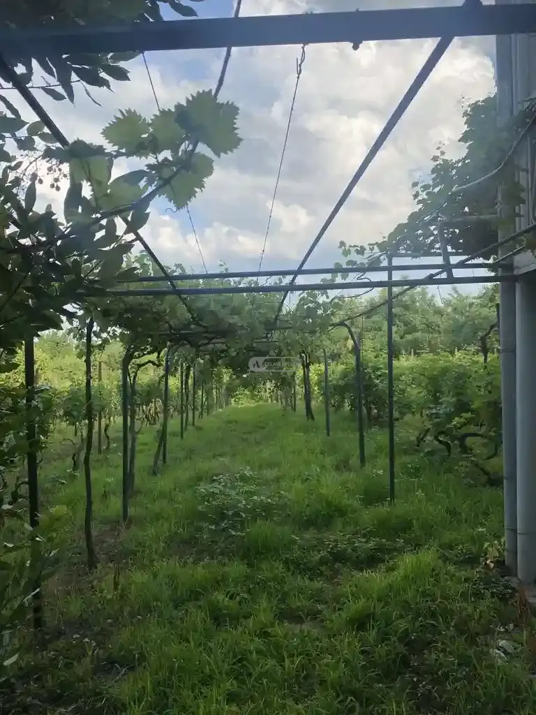 Дом на продажу в Цинандали