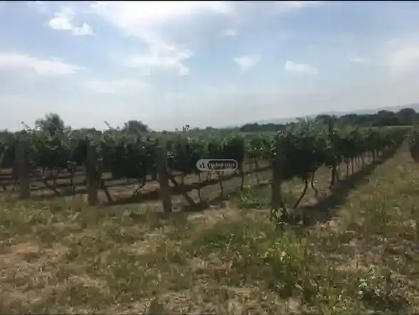 Vineyard in Shakriani