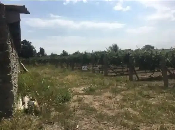 Vineyard in Shakriani