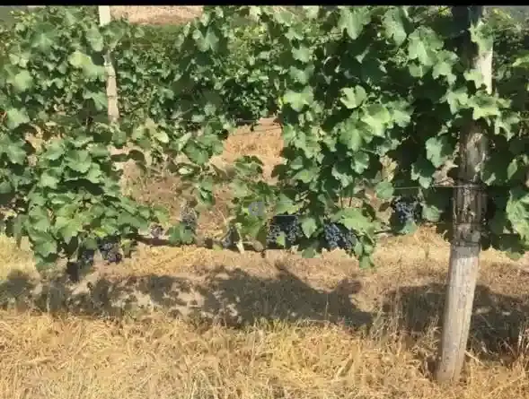 Vineyard in Shakriani