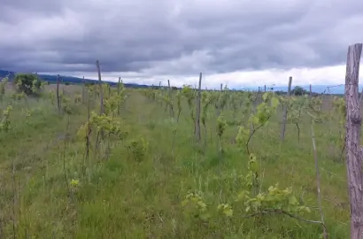 Виноградник в селе Кисисхеви