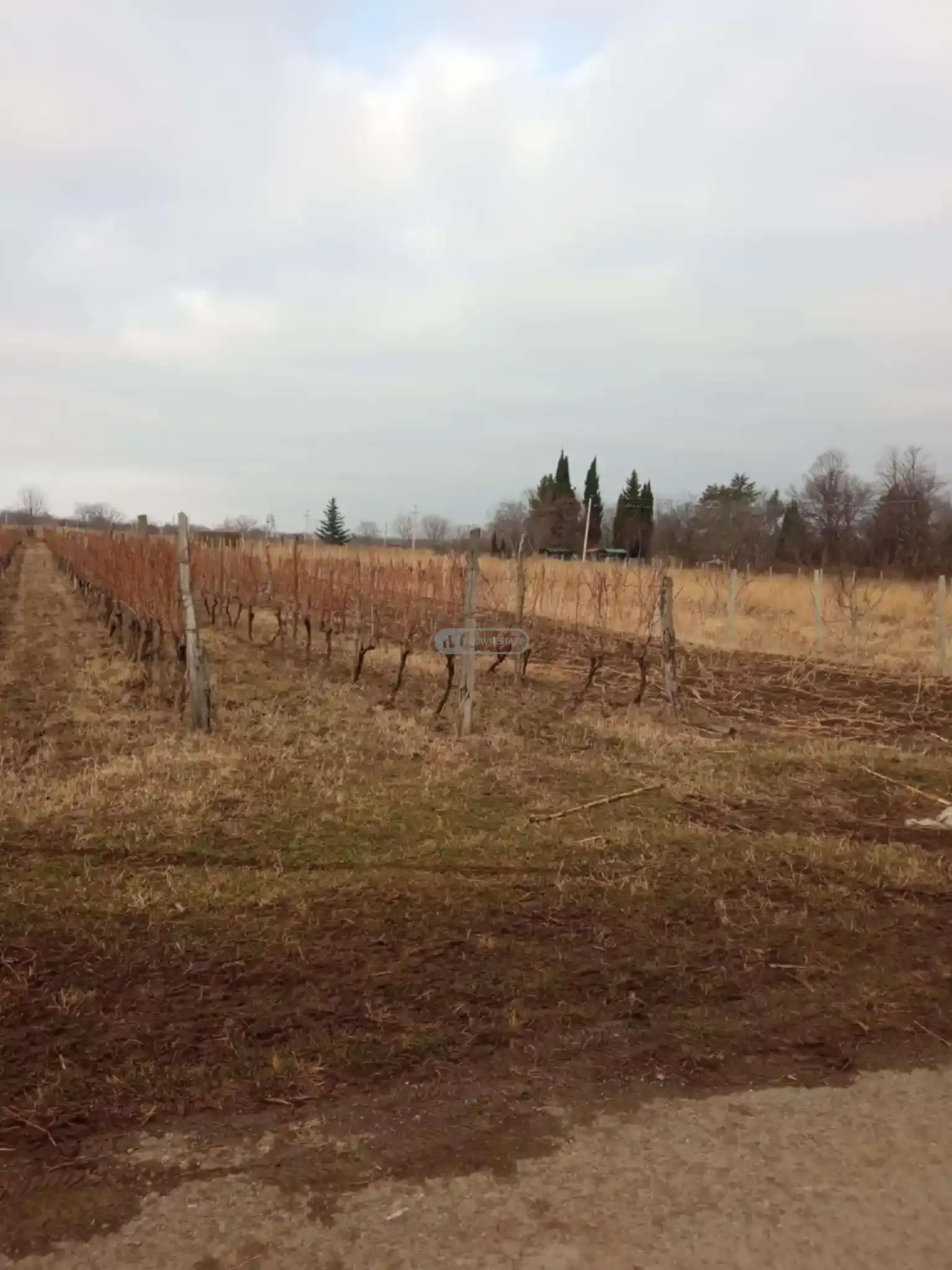 Land Plot in Kurdgelauri Village