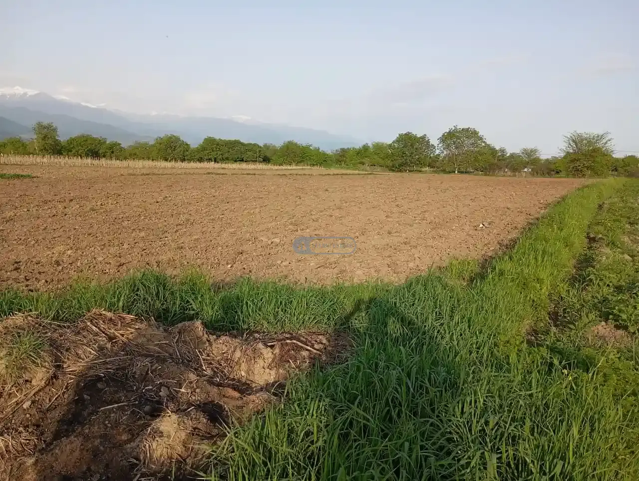 Land plot in Gulgula