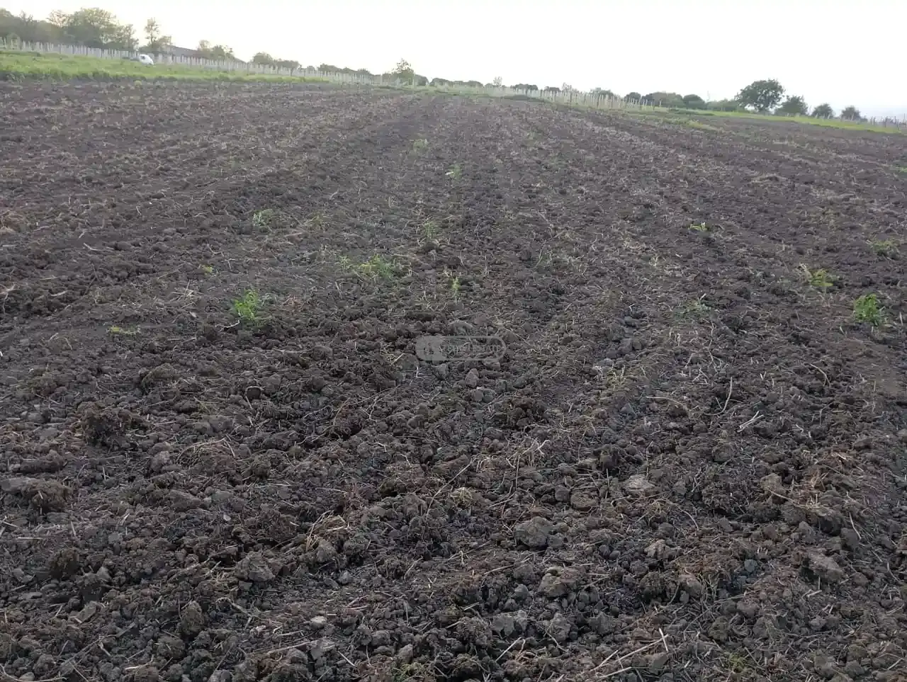 Land plot in Gulgula