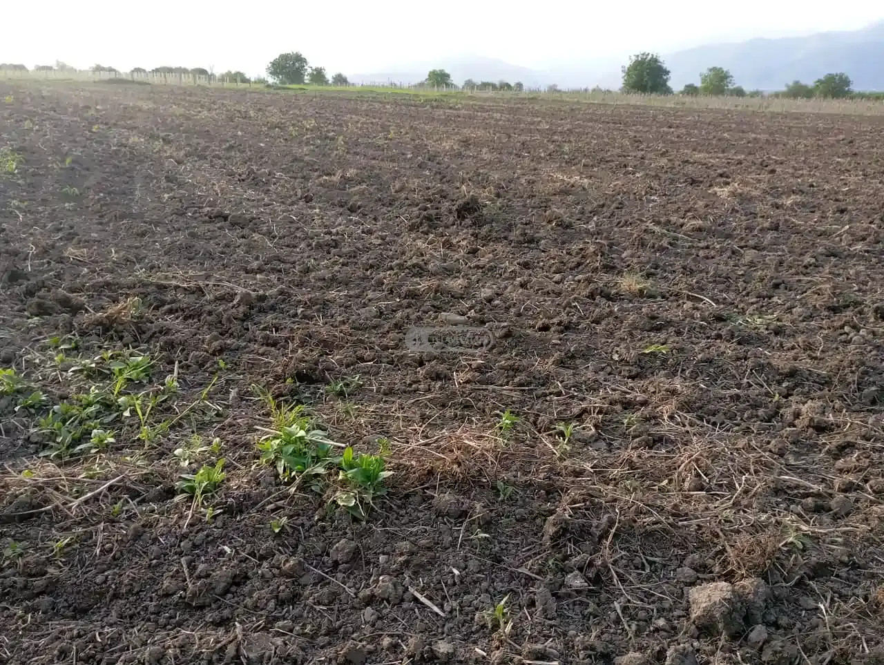 Land plot in Gulgula