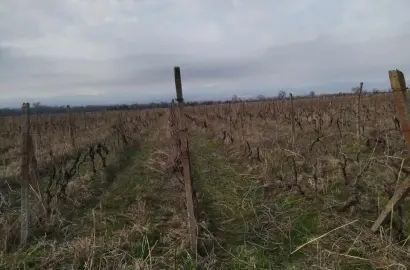 Продается виноградник – Шакриани