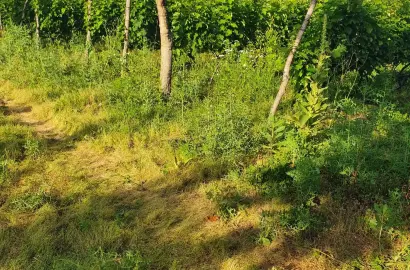 Виноградник Саперави и Ркацители в Кисисхеви