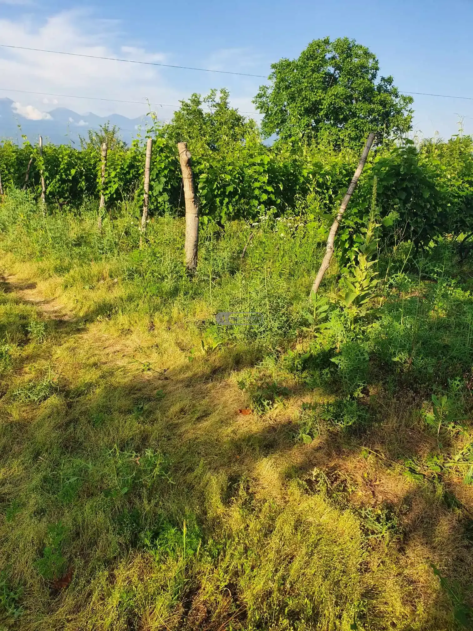 Виноградник Саперави и Ркацители в Кисисхеви