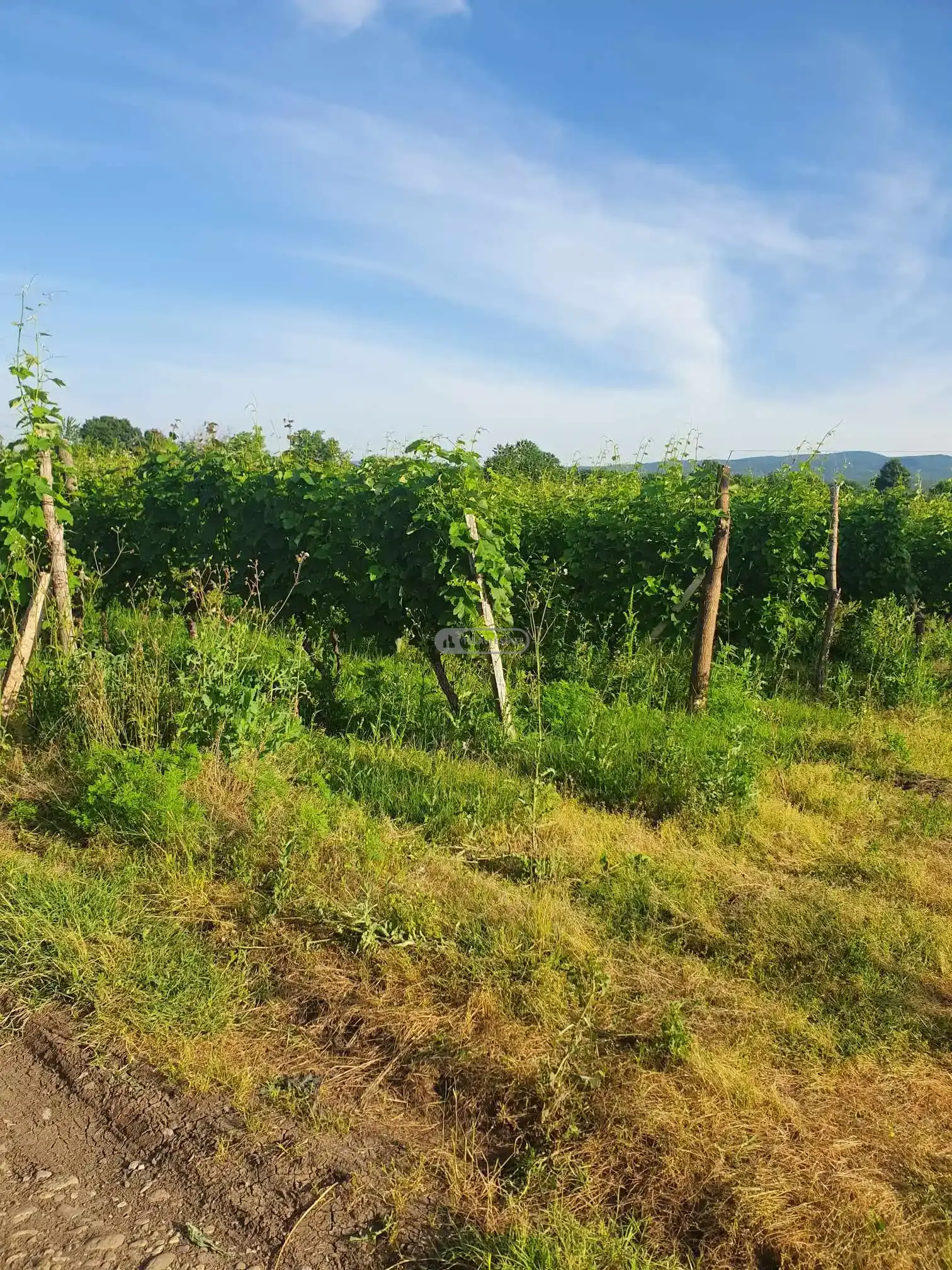 Виноградник Саперави и Ркацители в Кисисхеви
