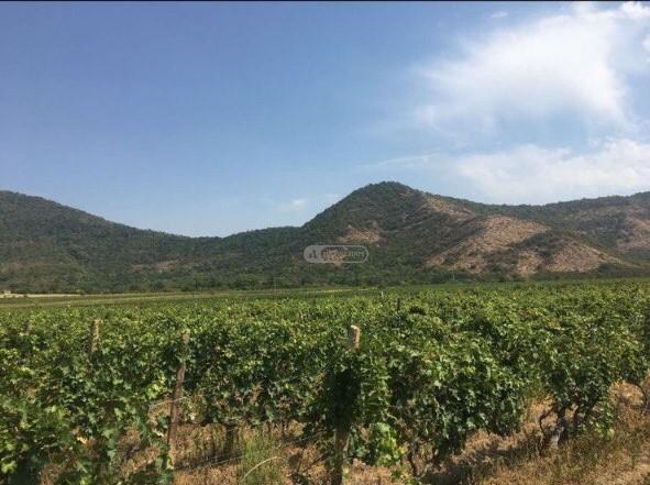 ვენახი ყვარლის მუნიციპალიტეტში