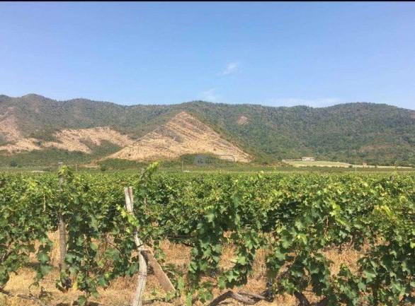 ვენახი ყვარლის მუნიციპალიტეტში