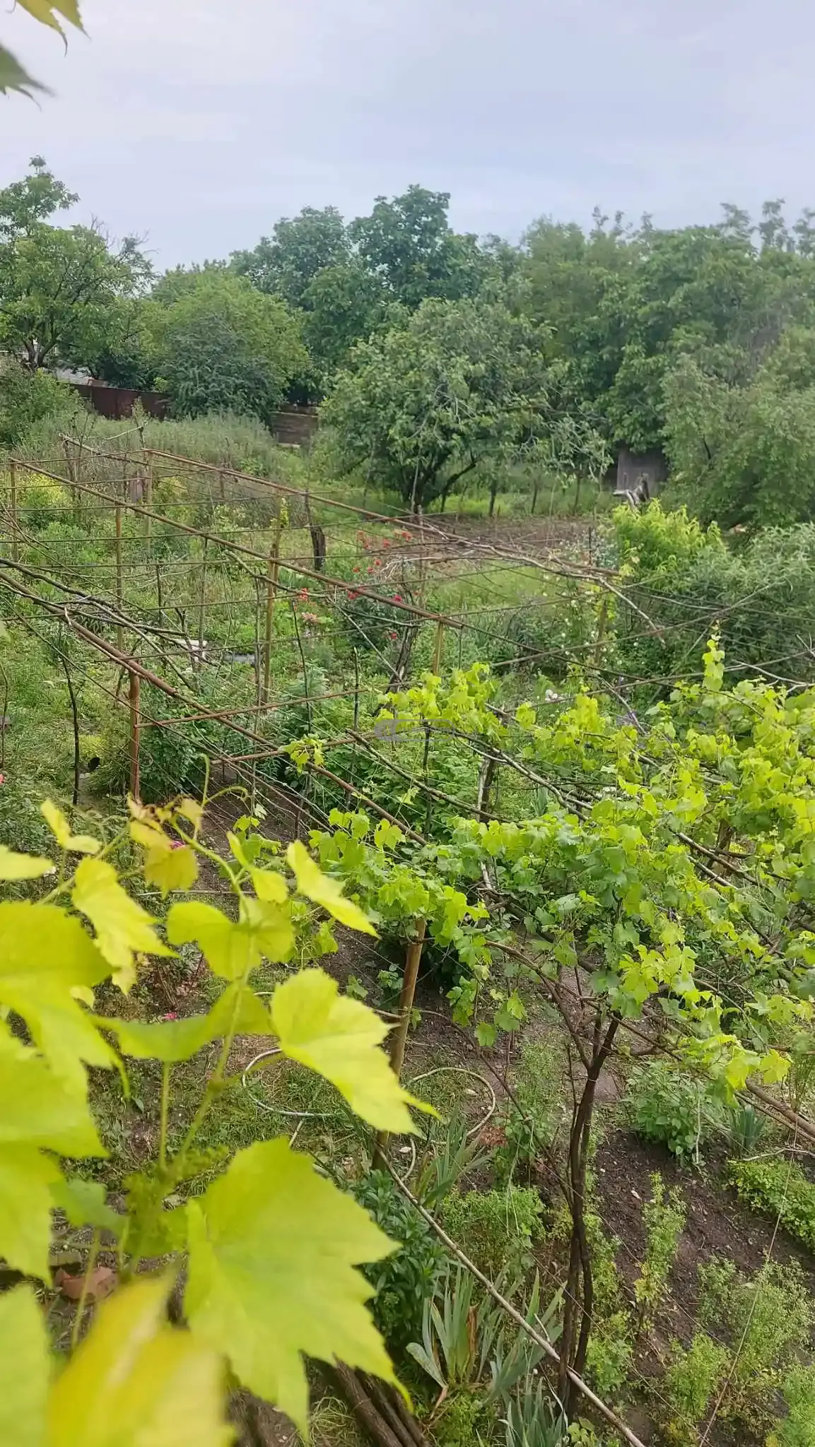 Большой дом в селе Когхото