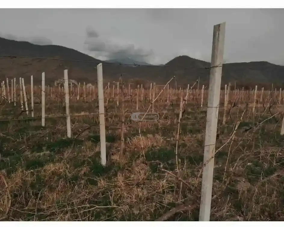 Vineyard Land for Sale – Shakriani