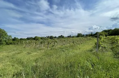 Продается земельный участок с виноградником в селе Кисисхеви