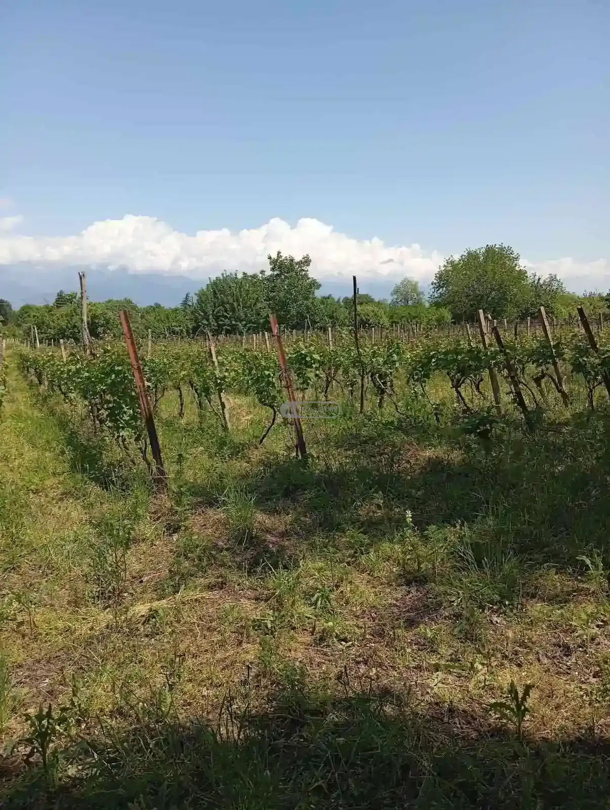 Residential Land Plot for Sale – Tsinandali, Telavi Municipality