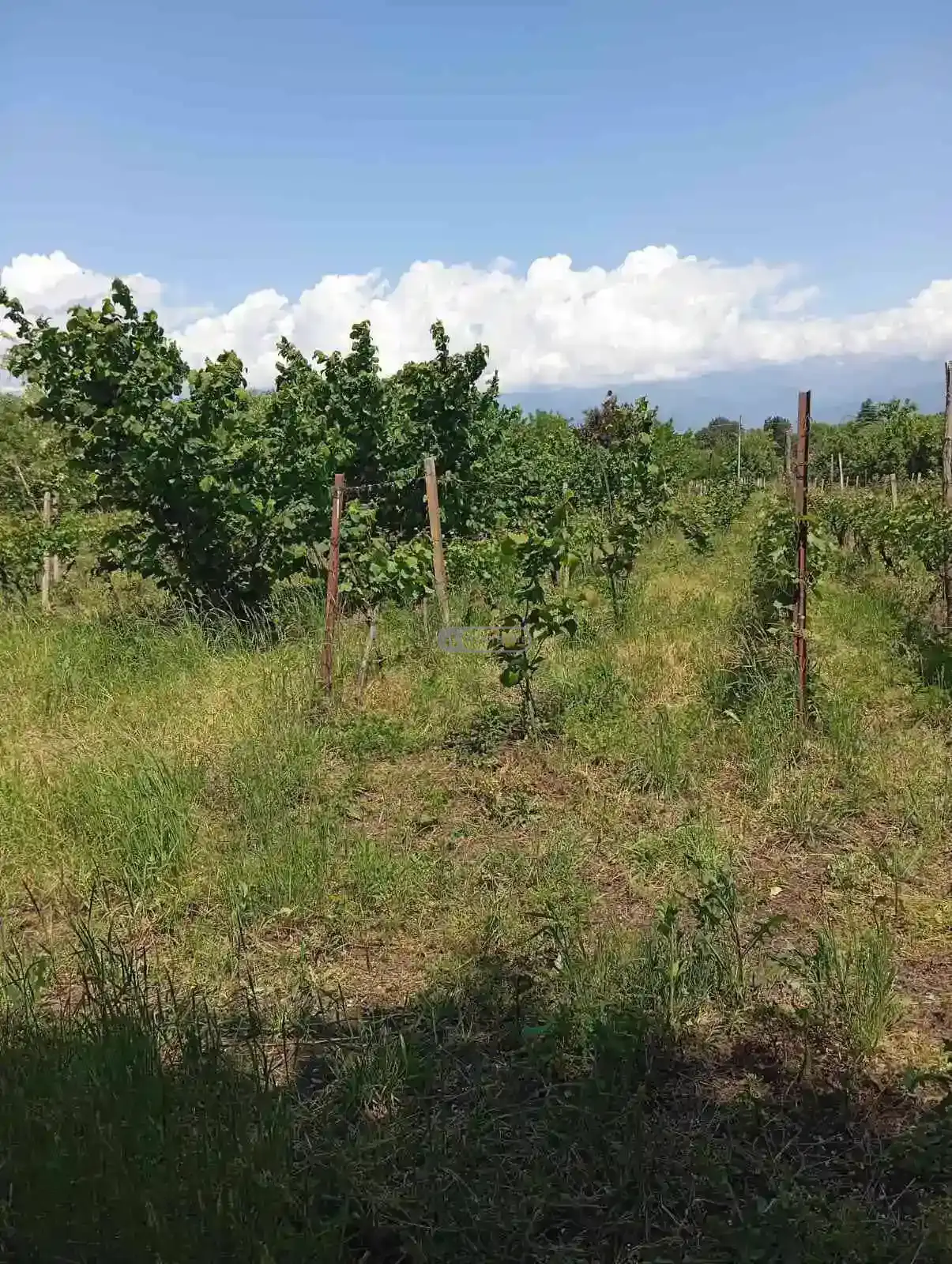 Residential Land Plot for Sale – Tsinandali, Telavi Municipality