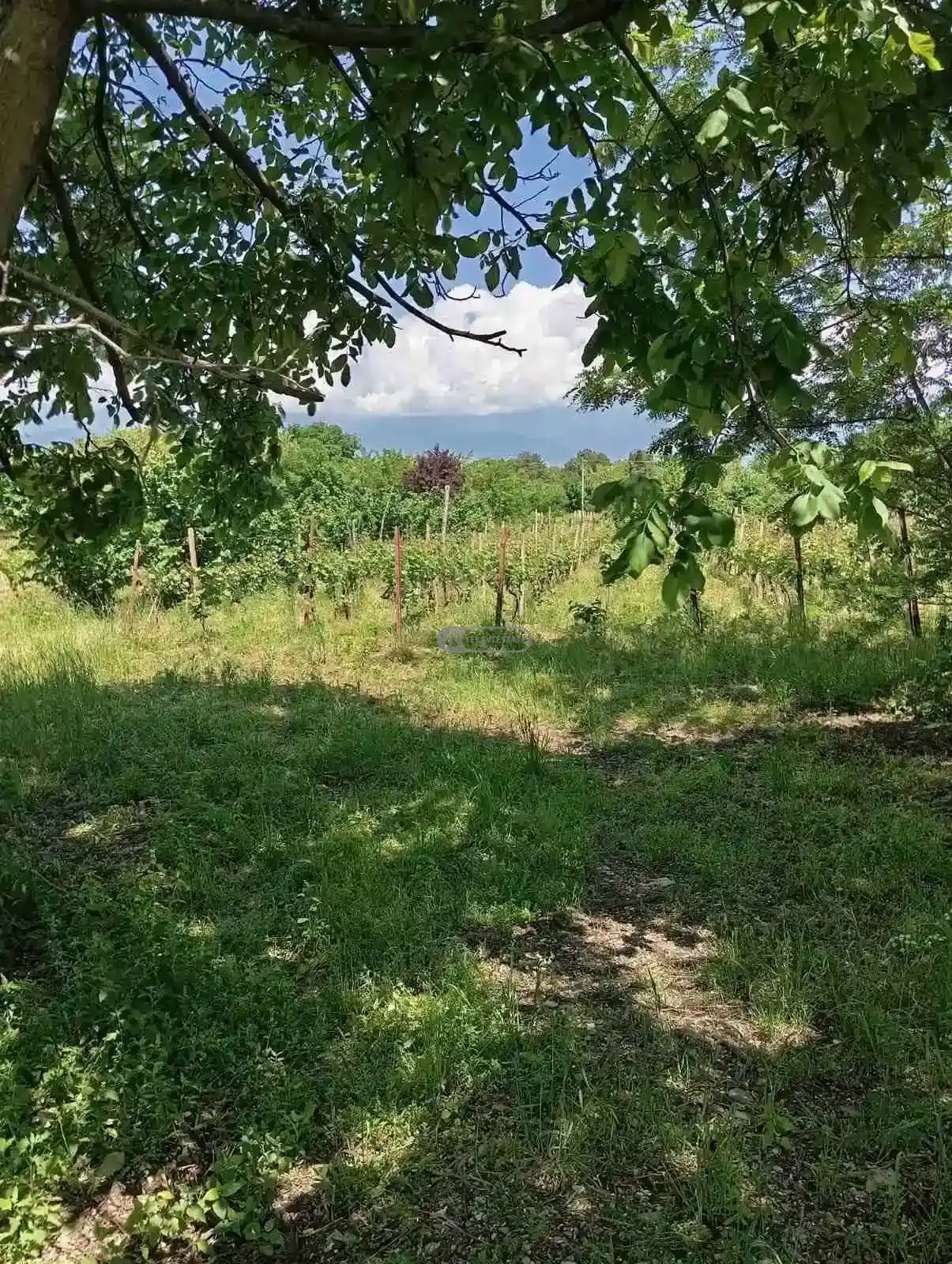 Residential Land Plot for Sale – Tsinandali, Telavi Municipality