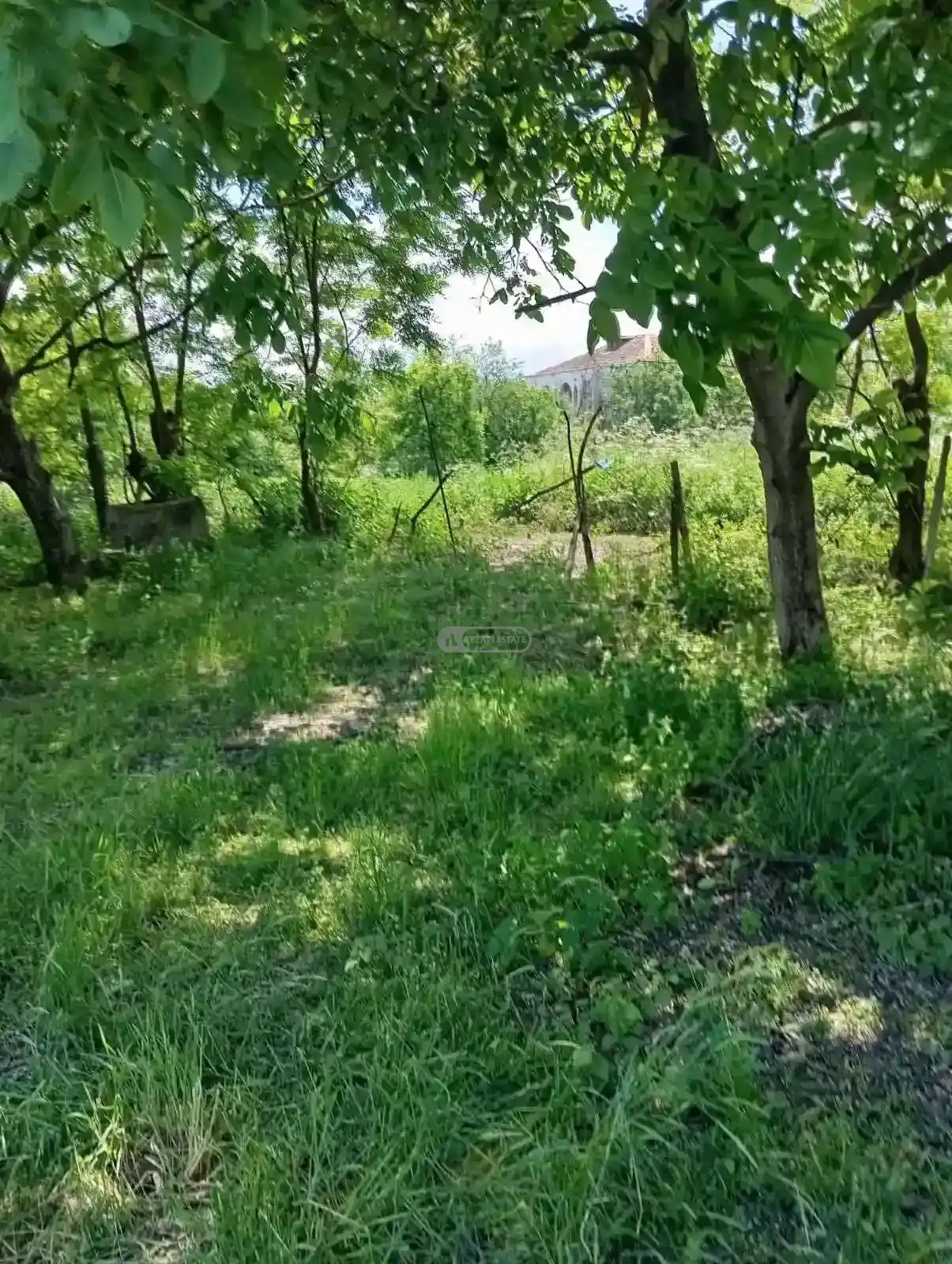 Residential Land Plot for Sale – Tsinandali, Telavi Municipality
