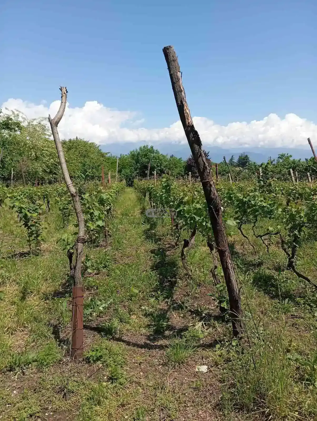 Residential Land Plot for Sale – Tsinandali, Telavi Municipality