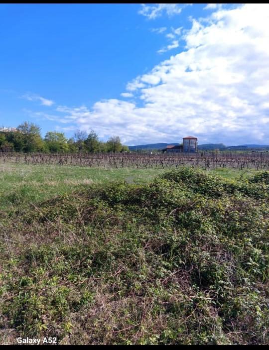 Land Plot for Sale in Tsinandali