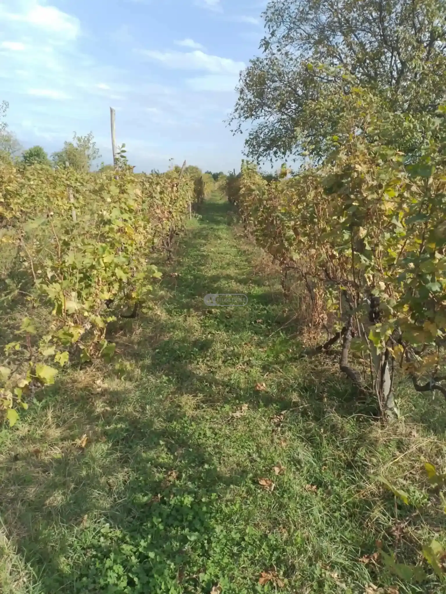 Land Plot with Vineyard in Vardisubani