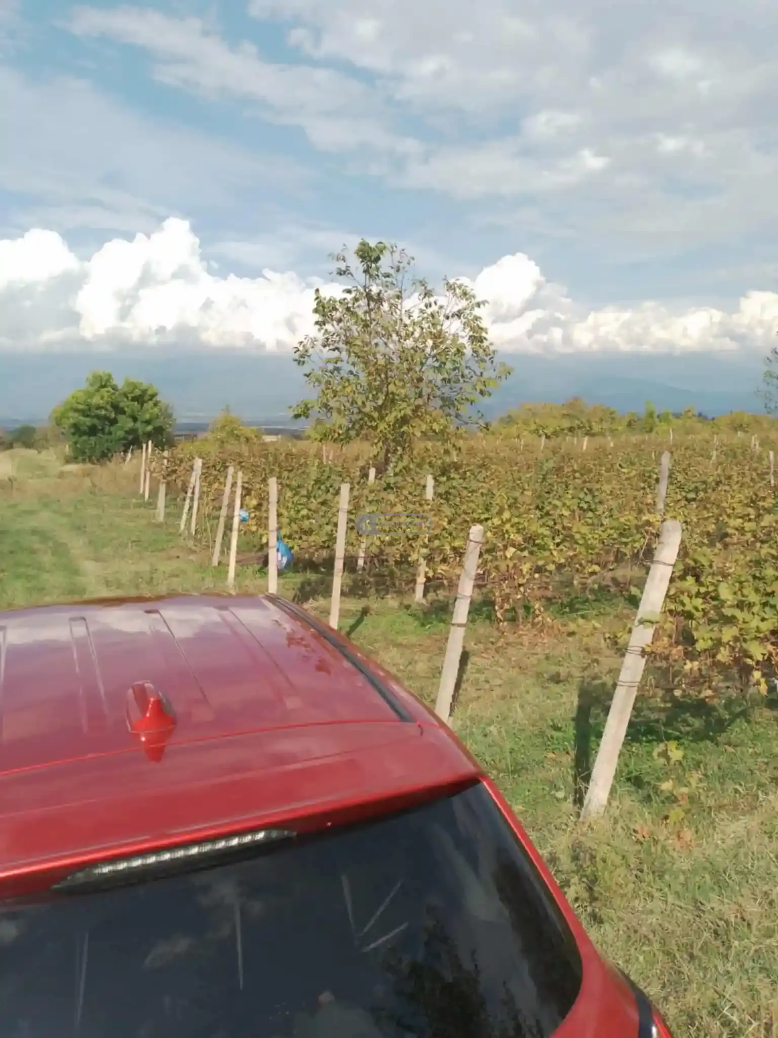 Land Plot with Vineyard in Vardisubani