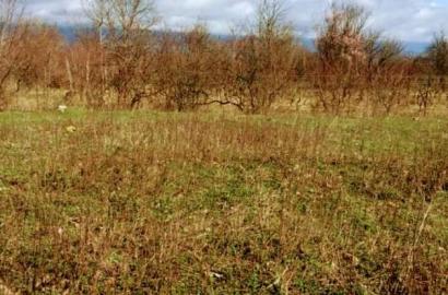 Земельный участок в Шалаури