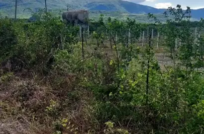 Продается виноградник – село Хорхели
