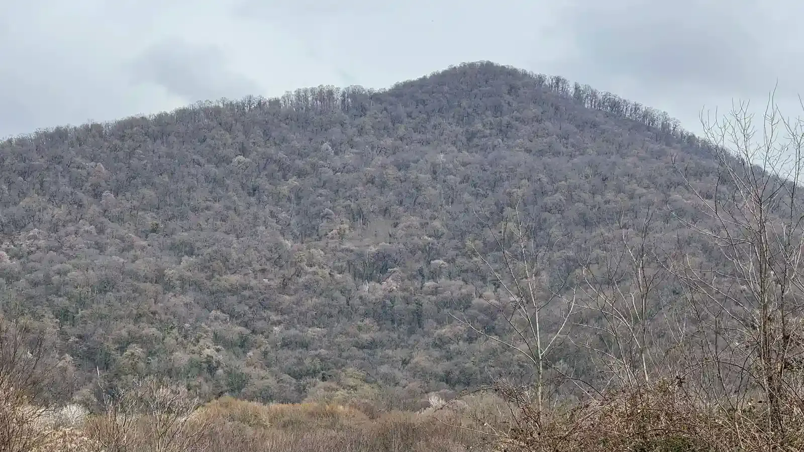 Land plot in Lagodekhi, Matsimi