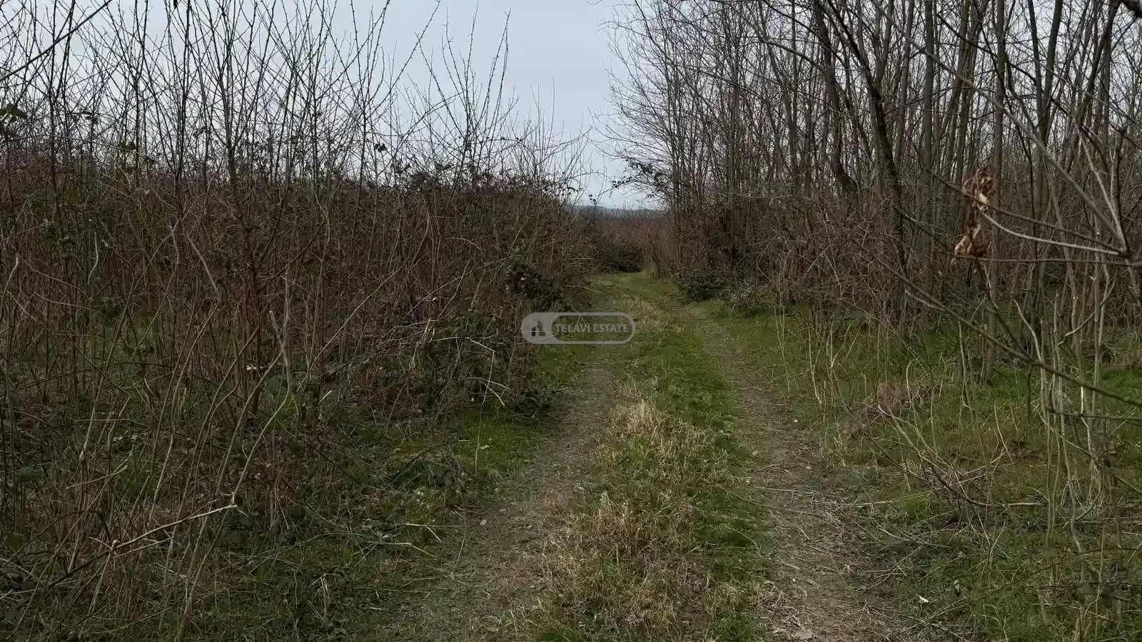 Land plot in Lagodekhi, Matsimi
