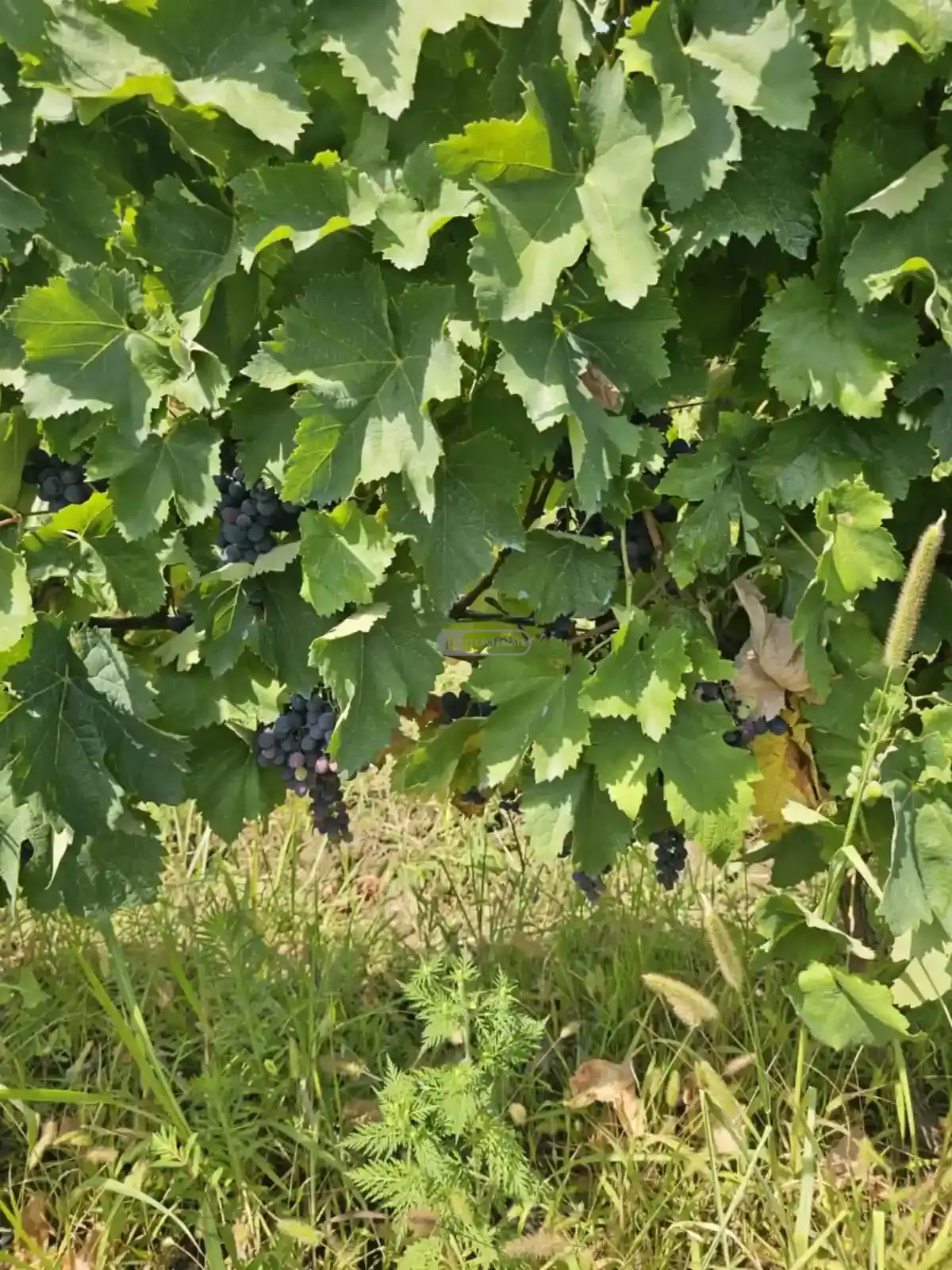 Продается виноградник в Кондоли