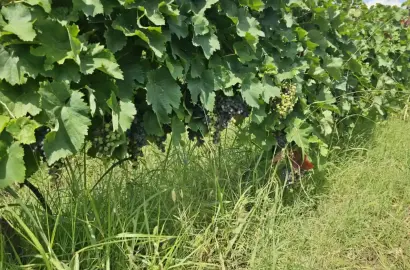 Продается виноградник в Кондоли