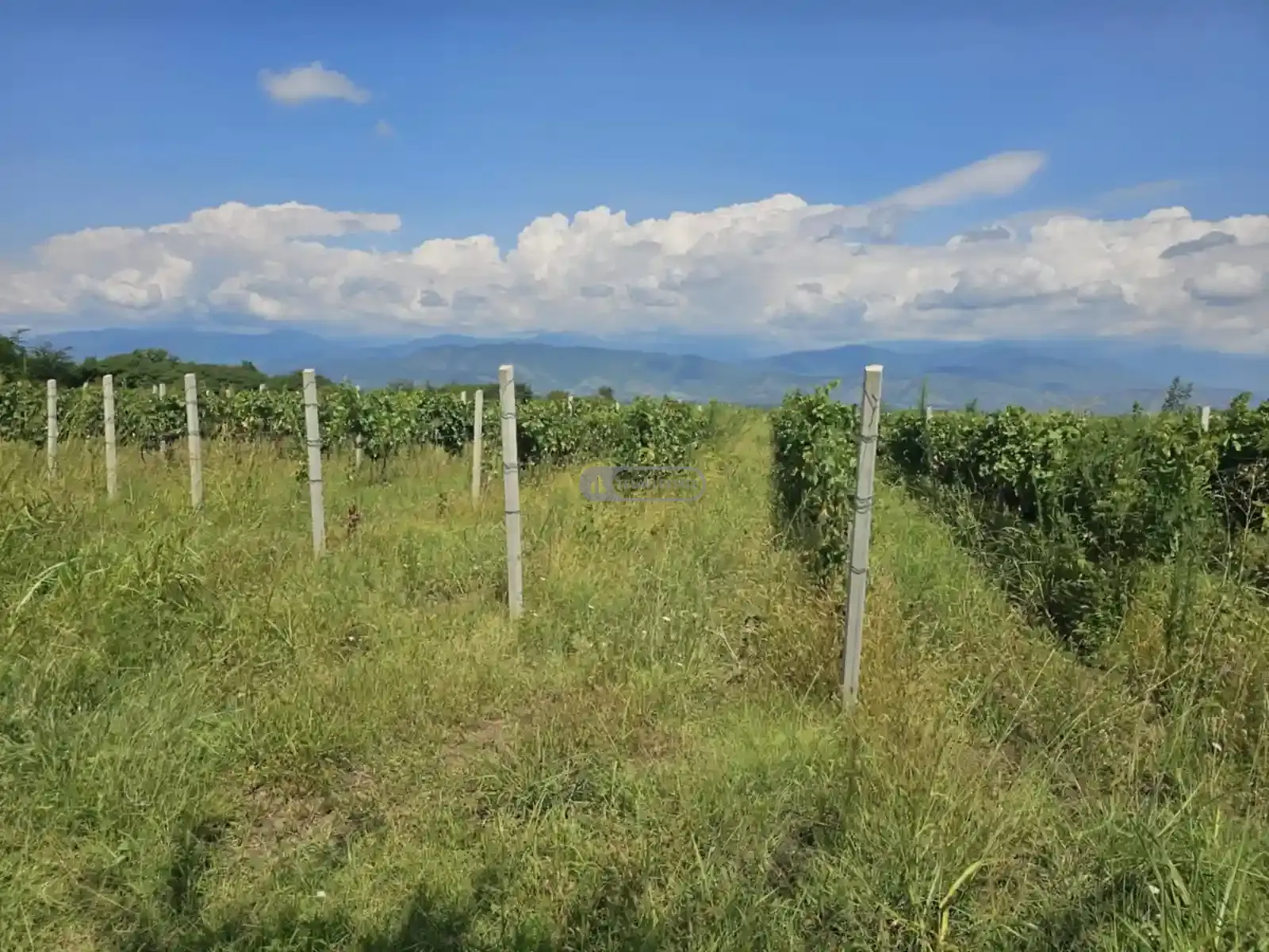 Продается виноградник в Кондоли