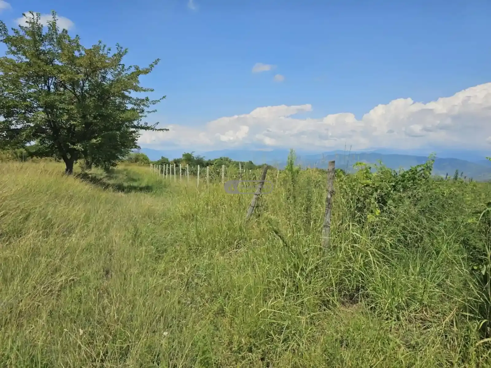 Продается виноградник в Кондоли