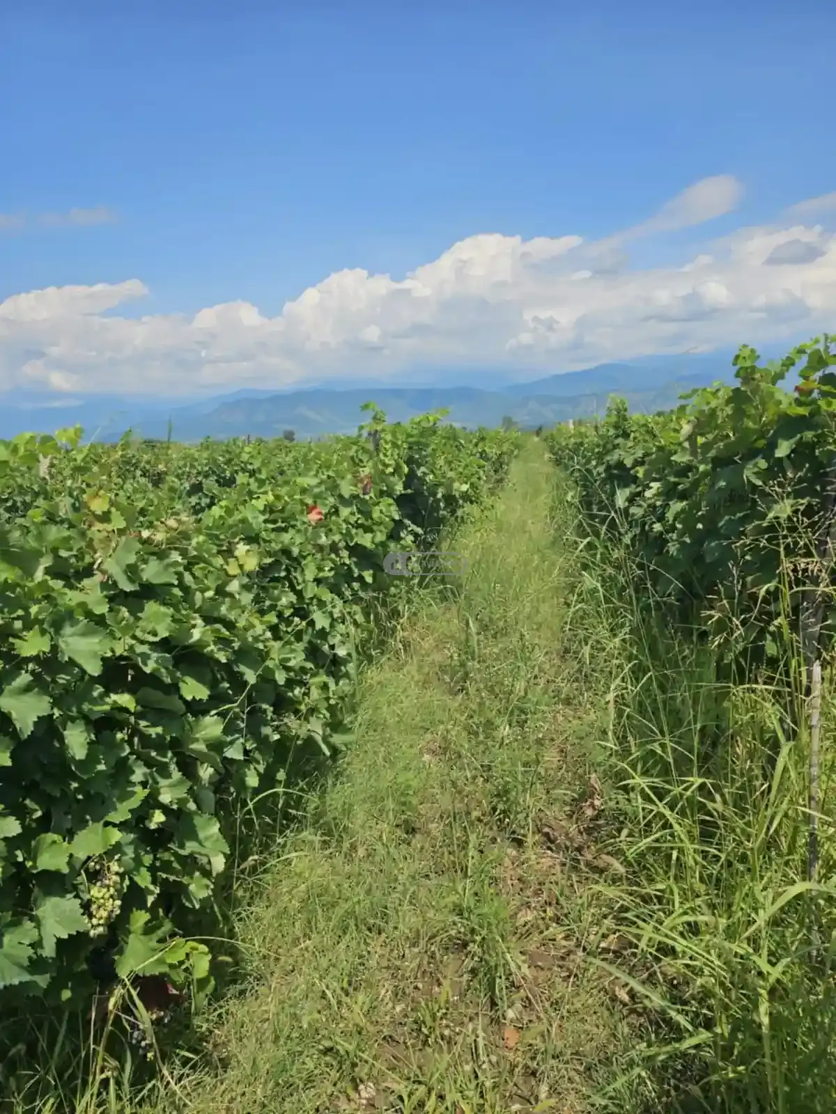 Продается виноградник в Кондоли